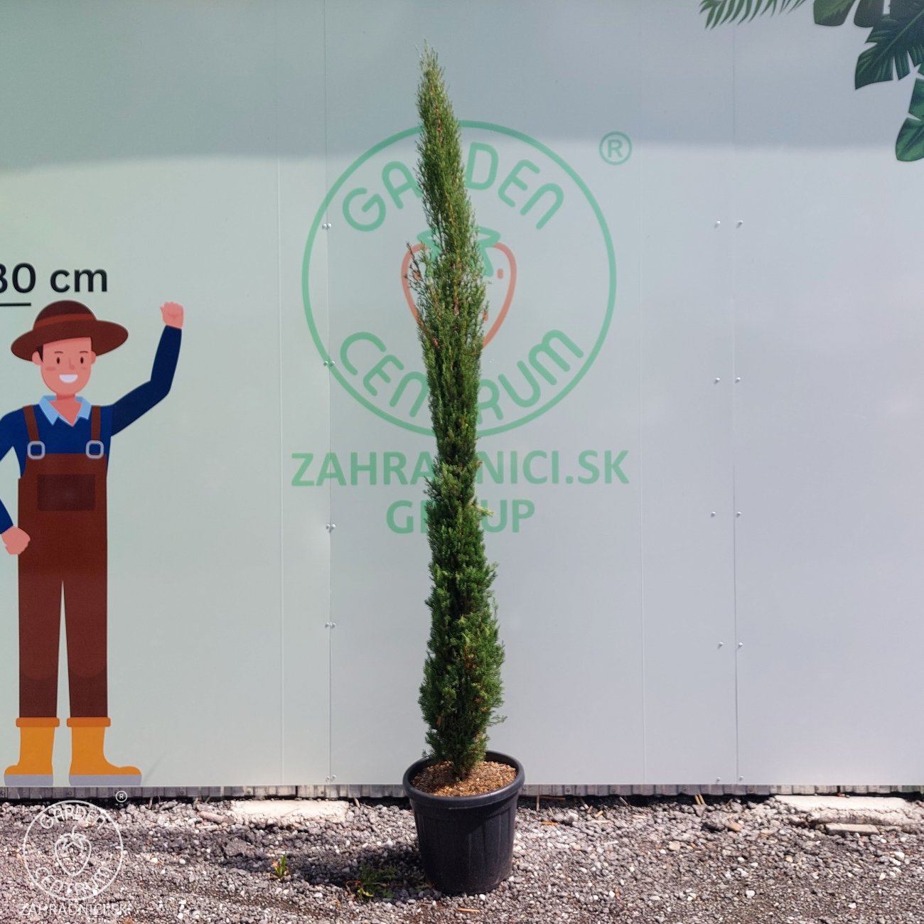 Obrázok Cyprus vždyzelený (Cupressocyparis sempervirens) ´PYRAMIDALIS´ - výška 190-220 cm, kont. C30L
